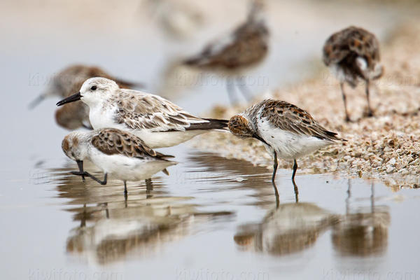 Sanderling Photo @ Kiwifoto.com