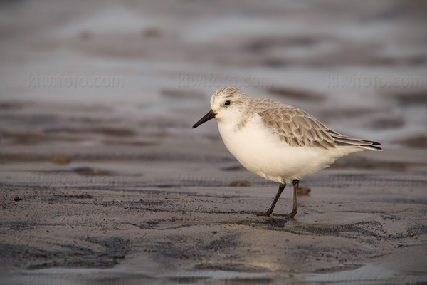 Sanderling Photo @ Kiwifoto.com