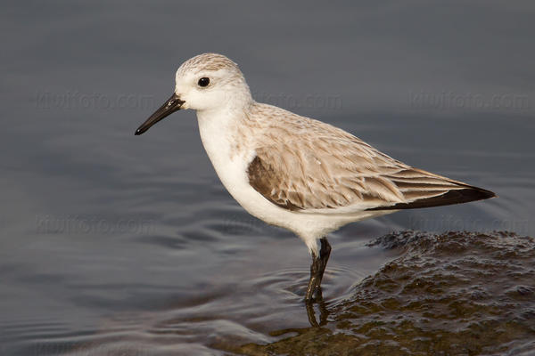 Sanderling Photo @ Kiwifoto.com