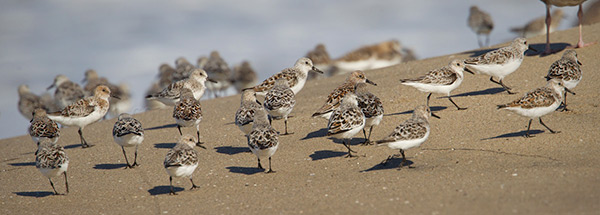 Sanderling Photo @ Kiwifoto.com