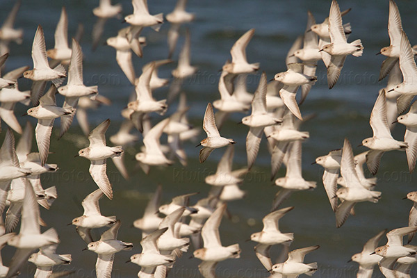 Sanderling (Western Sandpiper center)