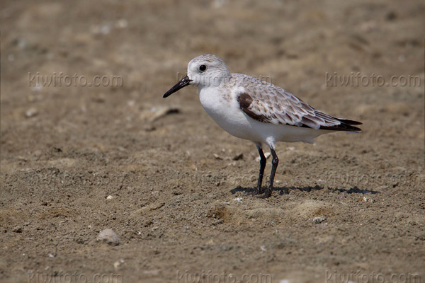 Sanderling Picture @ Kiwifoto.com