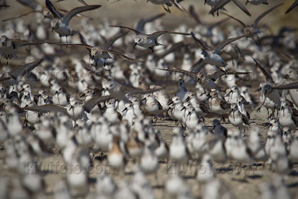 Sanderling Photo @ Kiwifoto.com