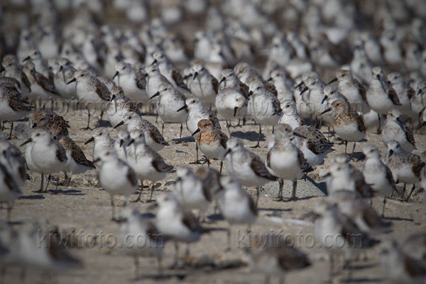 Sanderling Image @ Kiwifoto.com