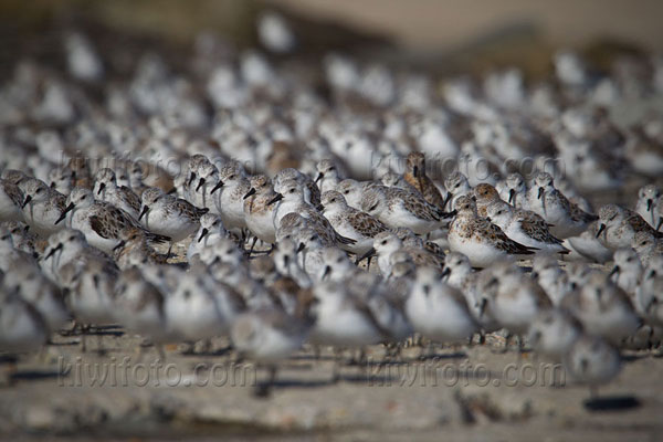 Sanderling Picture @ Kiwifoto.com