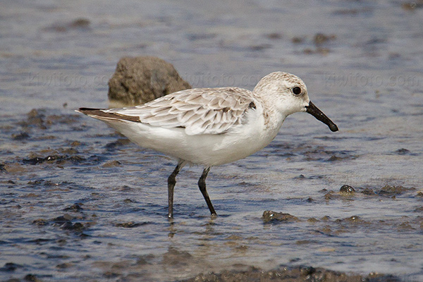 Sanderling Photo @ Kiwifoto.com