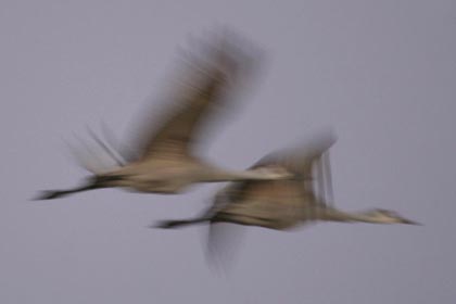 Sandhill Crane Image @ Kiwifoto.com