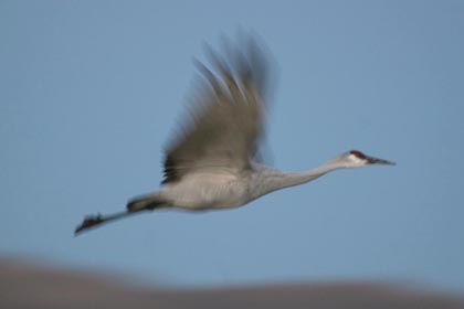 Sandhill Crane Image @ Kiwifoto.com