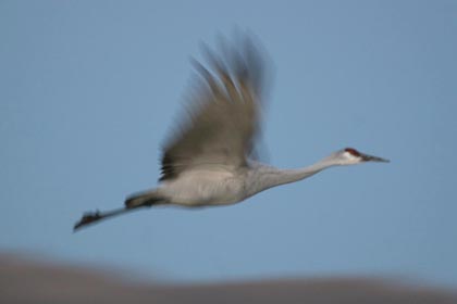 Sandhill Crane Photo @ Kiwifoto.com