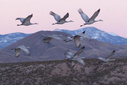 Sandhill Crane Image @ Kiwifoto.com