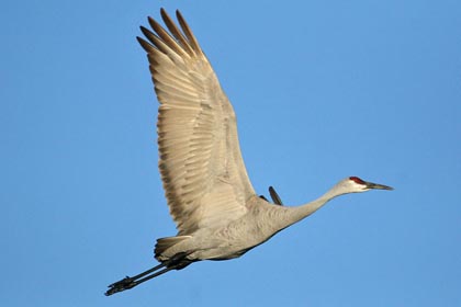 Sandhill Crane Picture @ Kiwifoto.com