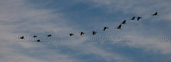 Sandhill Crane Photo @ Kiwifoto.com
