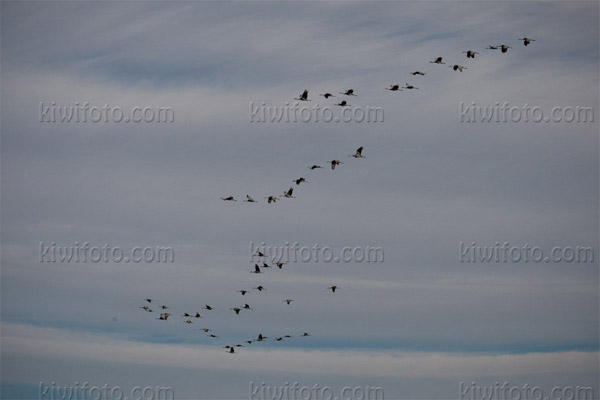 Sandhill Crane Photo @ Kiwifoto.com