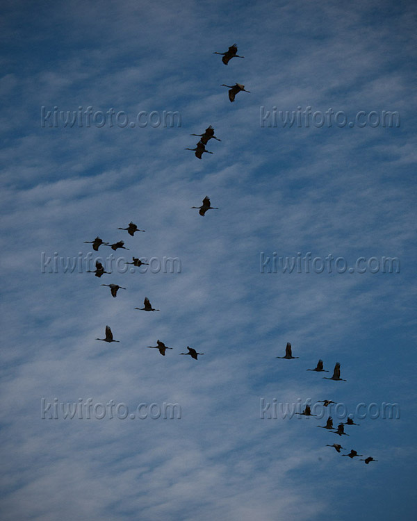 Sandhill Crane Image @ Kiwifoto.com