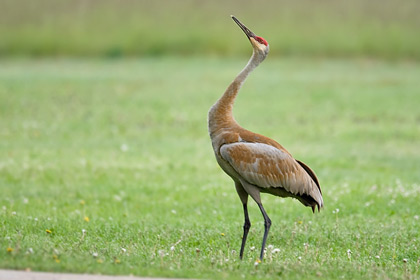 Sandhill Crane Photo @ Kiwifoto.com