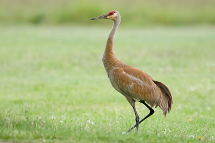 Sandhill Crane Image @ Kiwifoto.com