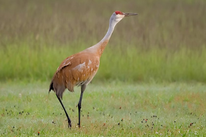 Sandhill Crane Image @ Kiwifoto.com