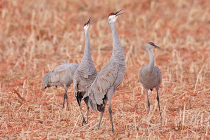 Sandhill Crane Photo @ Kiwifoto.com