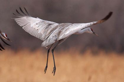 Sandhill Crane Photo @ Kiwifoto.com