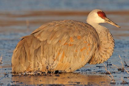 Sandhill Crane Image @ Kiwifoto.com