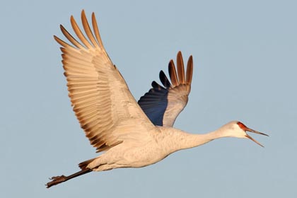 Sandhill Crane Image @ Kiwifoto.com