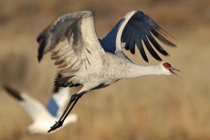 Sandhill Crane Image @ Kiwifoto.com
