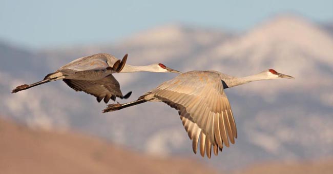 Sandhill Crane Image @ Kiwifoto.com