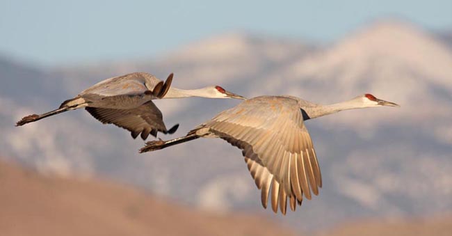 Sandhill Crane Photo @ Kiwifoto.com