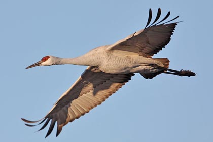 Sandhill Crane Image @ Kiwifoto.com