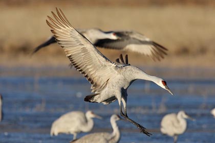 Sandhill Crane Image @ Kiwifoto.com