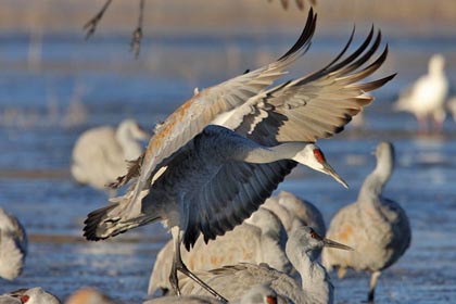 Sandhill Crane Image @ Kiwifoto.com