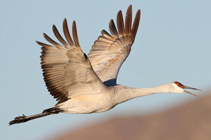 Sandhill Crane Photo @ Kiwifoto.com