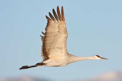 Sandhill Crane Image @ Kiwifoto.com