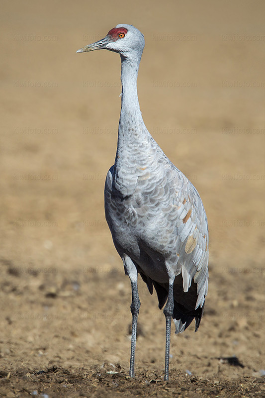 Sandhill Crane Image @ Kiwifoto.com