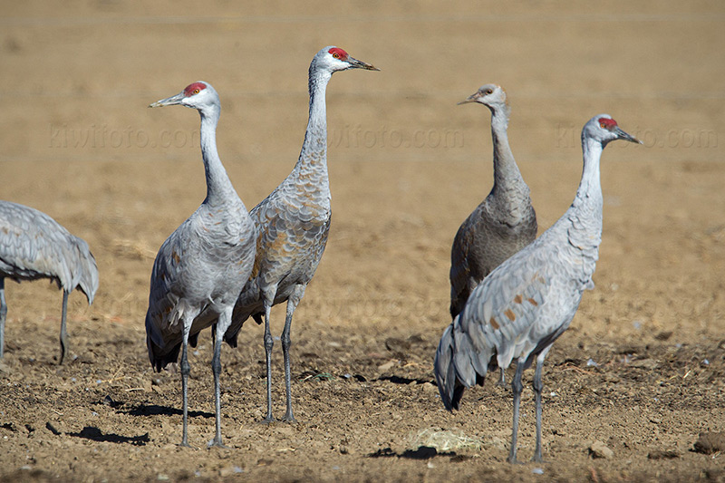 Sandhill Crane Image @ Kiwifoto.com