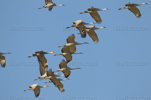 Sandhill Crane Image @ Kiwifoto.com