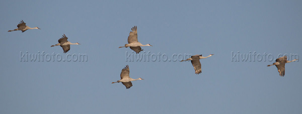 Sandhill Crane Photo @ Kiwifoto.com