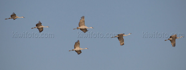 Sandhill Crane Picture @ Kiwifoto.com