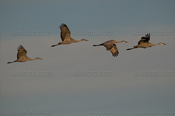 Sandhill Crane Picture @ Kiwifoto.com