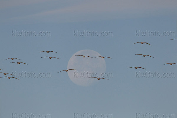 Sandhill Crane Photo @ Kiwifoto.com