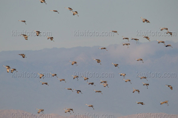 Sandhill Crane Photo @ Kiwifoto.com