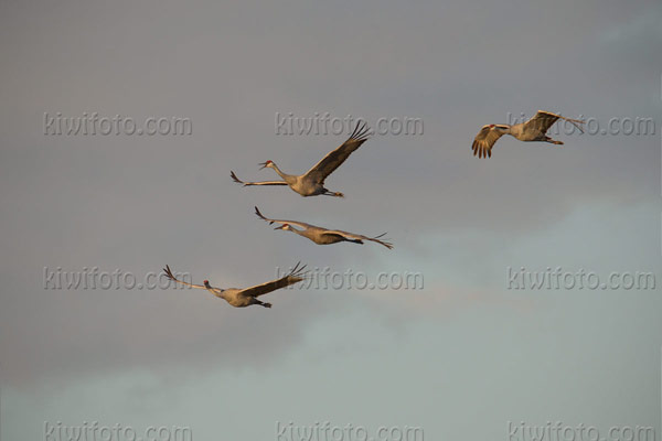 Sandhill Crane Photo @ Kiwifoto.com