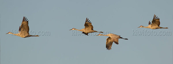 Sandhill Crane Image @ Kiwifoto.com