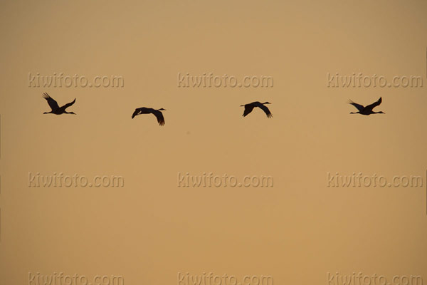 Sandhill Crane Photo @ Kiwifoto.com