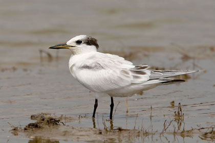 Sandwich Tern (juvenile)