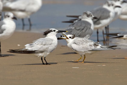 Sandwich Tern Photo @ Kiwifoto.com