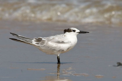 Sandwich Tern Image @ Kiwifoto.com