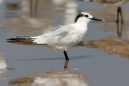 Sandwich Tern Image @ Kiwifoto.com