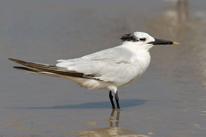 Sandwich Tern Image @ Kiwifoto.com