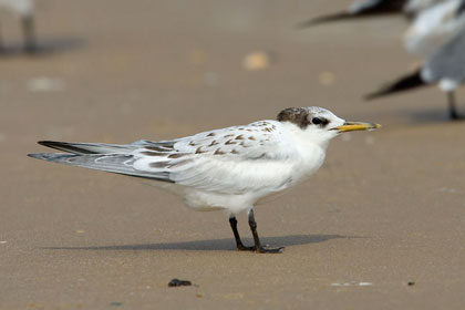 Sandwich Tern Image @ Kiwifoto.com